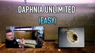 How I Raise Daphnia Water Fleas And You Can Too [upl. by Salena753]