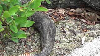 WV Snakes Copperheads Garters and Timber Rattlers [upl. by Acinnod674]