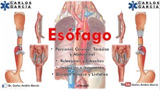 Anatomía  Esófago Part I Porción Cervical Torácica y Lumbar [upl. by Broucek831]