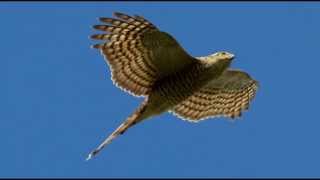 Sparrowhawk Bird Call Bird Song [upl. by Moscow]