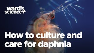 Caring and Culturing for Daphnia [upl. by Aarika]