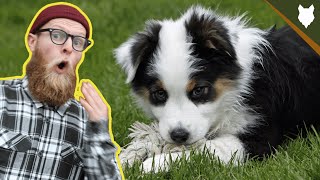 What To Do With A NEW AUSTRALIAN SHEPHERD PUPPY [upl. by Iris]