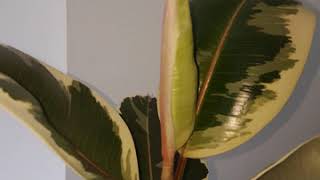 Variegated Ficus elastica rubber plant growth timelapse [upl. by Oran]