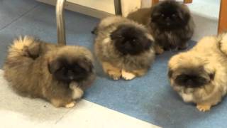 Pekingese puppies in Kennel Kaimon Gerheil [upl. by Addison]