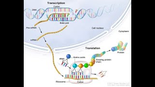 Life Sciences Protein Synthesis Grade 12 [upl. by Ynafetse]