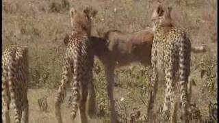 Serengeti National Park Tanzania  Part 2 [upl. by Nnomae]