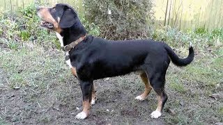 Dog Breed Video Entlebucher Mountain Dog [upl. by Aznarepse674]