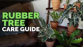 How to Care for The Rubber Tree Plant Ficus elastica [upl. by Rats352]