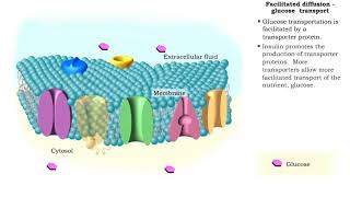 Facilitated Diffusion  Glucose transport [upl. by Ayrb962]