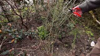 Pruning Verbena  Burncoose Nurseries [upl. by Ariec521]