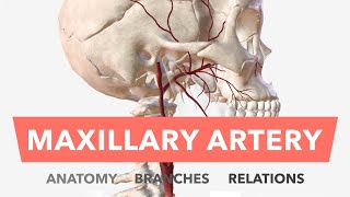 Maxillary Artery  Anatomy Branches amp Relations  Mnemonic [upl. by Pomfrey]