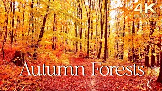 Enchanting Autumn Forests with Beautiful Piano Music  4K Autumn Ambience amp Fall Foliage [upl. by Epul]