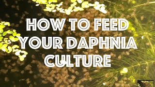 How To Feed Your Daphnia Culture [upl. by Htnamas49]