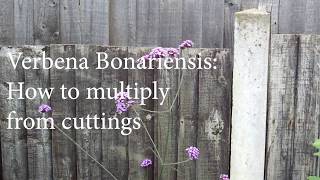 Verbena Bonariensis  How to Multiply From Cuttings [upl. by Eellac]