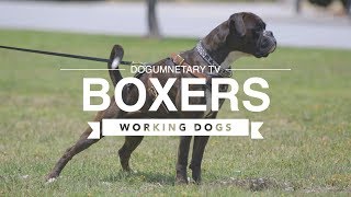 ALL ABOUT BOXERS WORKING DOGS [upl. by Refeinnej219]