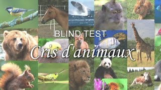 BLIND TEST  Cris danimaux [upl. by Dorice]