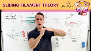 Sliding Filament Theory  Muscle Contraction [upl. by Whiffen]