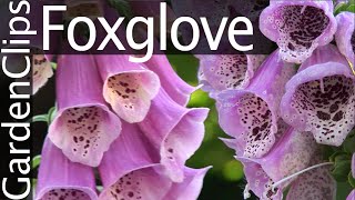 Foxglove  Digitalis purpurea  Growing Foxglove [upl. by Nagear]