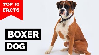 Boxer Dog  Top 10 Facts [upl. by Yrakcaz]