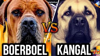 Boerboel vs Kangal  Kangal vs Boerboel  Battle between Fearless Protectors  Billa Boyka [upl. by Yenruoc770]