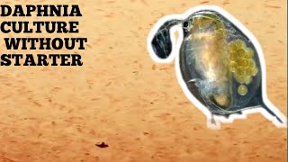 HOW TO CULTURE DAPHNIA NATURALLY WITHOUT A STARTER [upl. by Ylehsa]