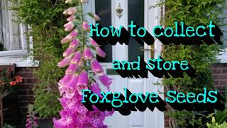 How to collect foxglove seeds [upl. by Akena]