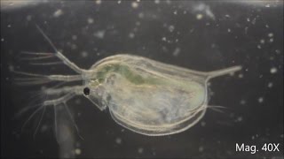 Daphnia magna under the Microscope [upl. by Aicelaf]