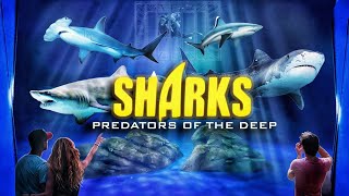 Zoo Tours SHARKS Predators of the Deep  Georgia Aquarium [upl. by Ackerman633]