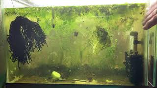 Scuds Daphnia Cherry Shrimp Copepods My aquatic food culture [upl. by Digirb]