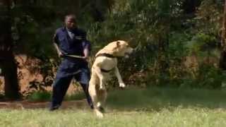 Boerboels in Nairobi [upl. by Sirap767]