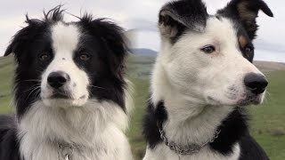 Practical Shepherding  A Systematic Guide to Sheepdog Training [upl. by Ule]