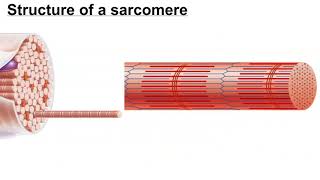 Structure of a Myofibril [upl. by Eednar]