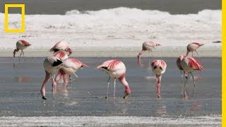 Le teint rose des flamants [upl. by Rothwell]