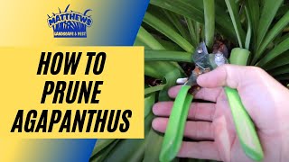 How to Prune Agapanthus [upl. by Bittencourt]