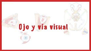 NEUROANATOMÍA  Anatomía del Ojo y la vía visual  Blasto Med [upl. by Zilevi]