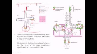 Structure of tRNA [upl. by Ahsilak324]