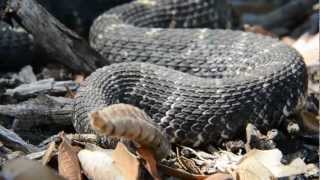 Arizona Black Rattlesnake [upl. by Naldo152]