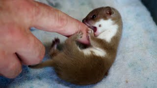 Baby Weasel Playtime  Weasels Feisty amp Fearless  BBC Earth [upl. by Donelu]