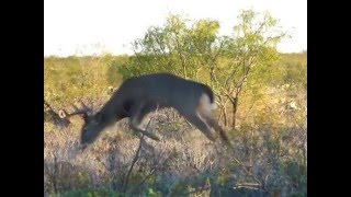 Caceria de Venado 11 puntas con Arco [upl. by Amikehs]