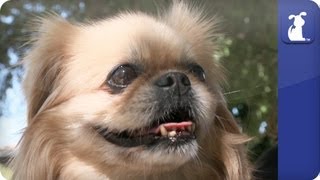 Doglopedia  Pekingese [upl. by Herates]