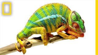 Beautiful Footage Chameleons Are Amazing  National Geographic [upl. by Lrac]