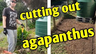 How to get rid of Agapanthus  Gardening [upl. by Drooff]