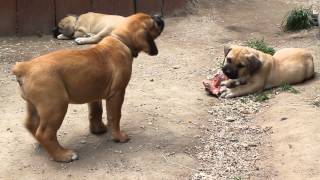 Boerboel puppy needs bone [upl. by Ilatfan781]