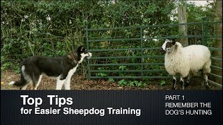 Top Tips for Sheepdog Training Part 1 Remember the Dogs Hunting [upl. by Boswall]