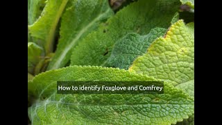 How to identify Foxglove Digitalis and Comfrey Symphytum Orientale [upl. by Siegfried]