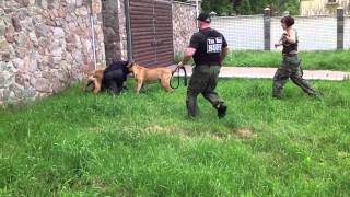 2 boerboels stopped the intruder [upl. by Ikim]