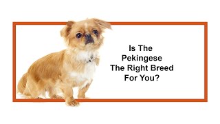 Everything you need to know about Pekingese puppies 2019 [upl. by Ativak]