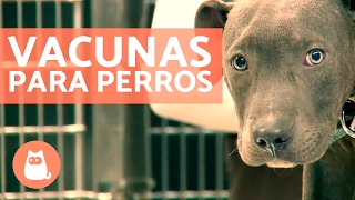 Vacunas para perros cachorros y adultos  CONSEJOS VETERINARIOS [upl. by Celine]