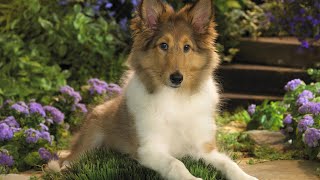 Sheltie Dog  Top 10 Shetland Sheepdog Facts [upl. by Ennayk894]