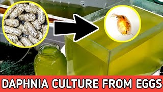 HOW TO HATCH DAPHNIA EGGS  HOW TO CULTURE DAPHNIA [upl. by Valery756]